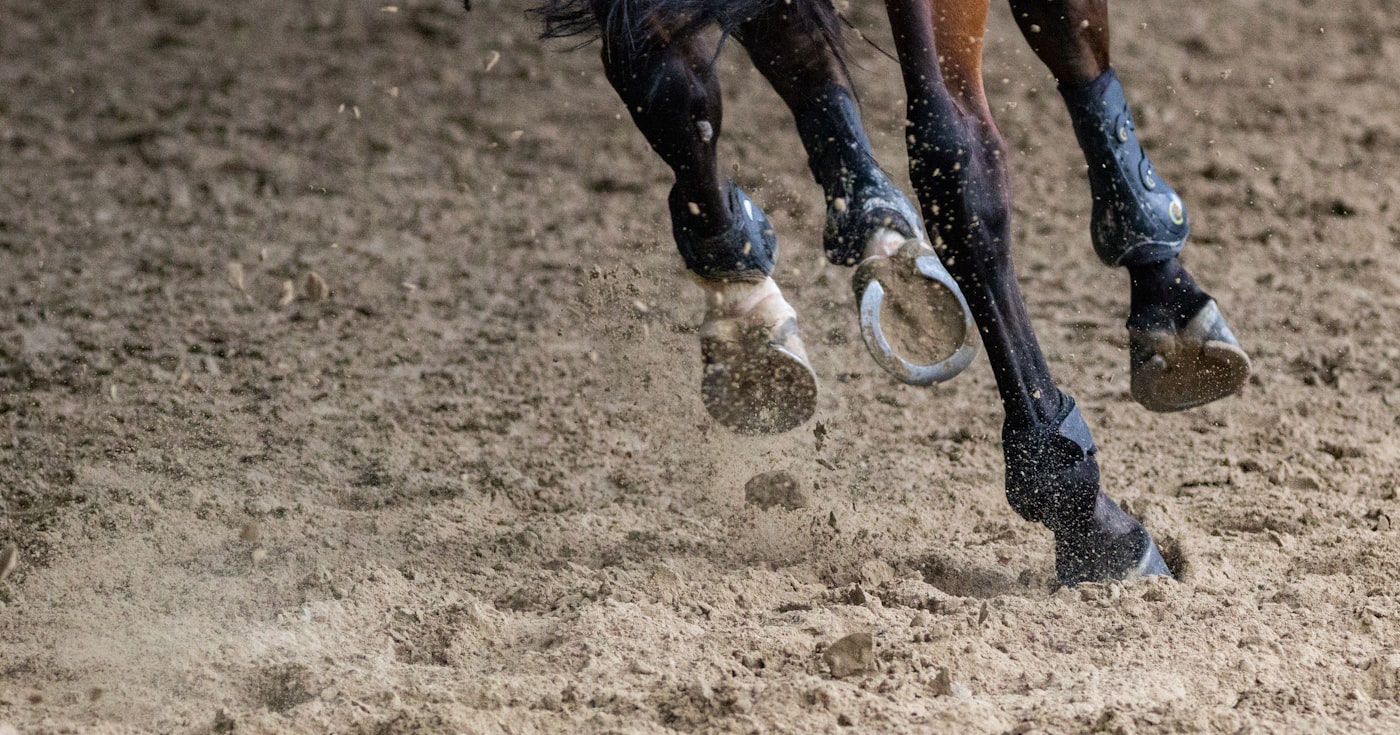 Membres d'un cheval au trot sur un sol sablé