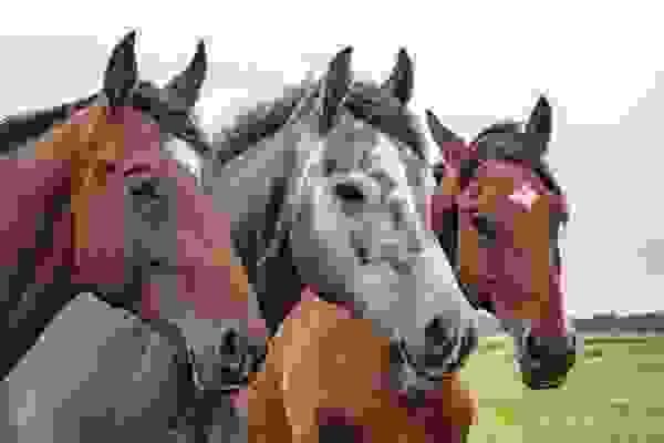 Montez des chevaux différents pour progresser