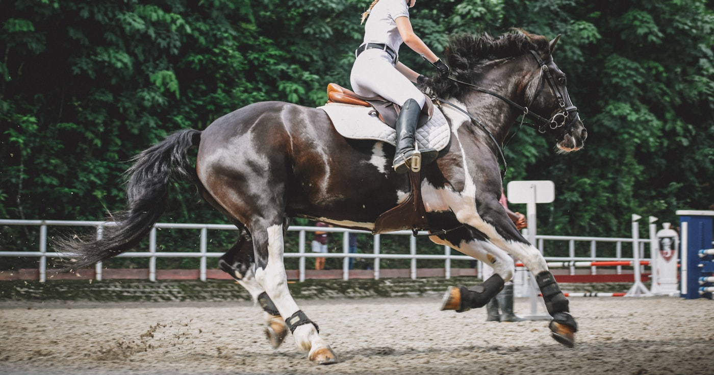 Cavalière au trot sur un cheval pie près des arbres