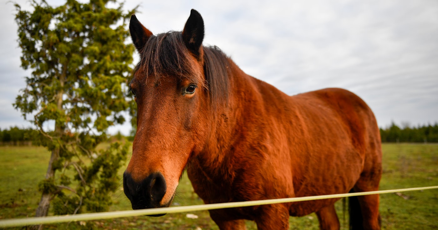 Portrait de profil d'un cheval bai sellé