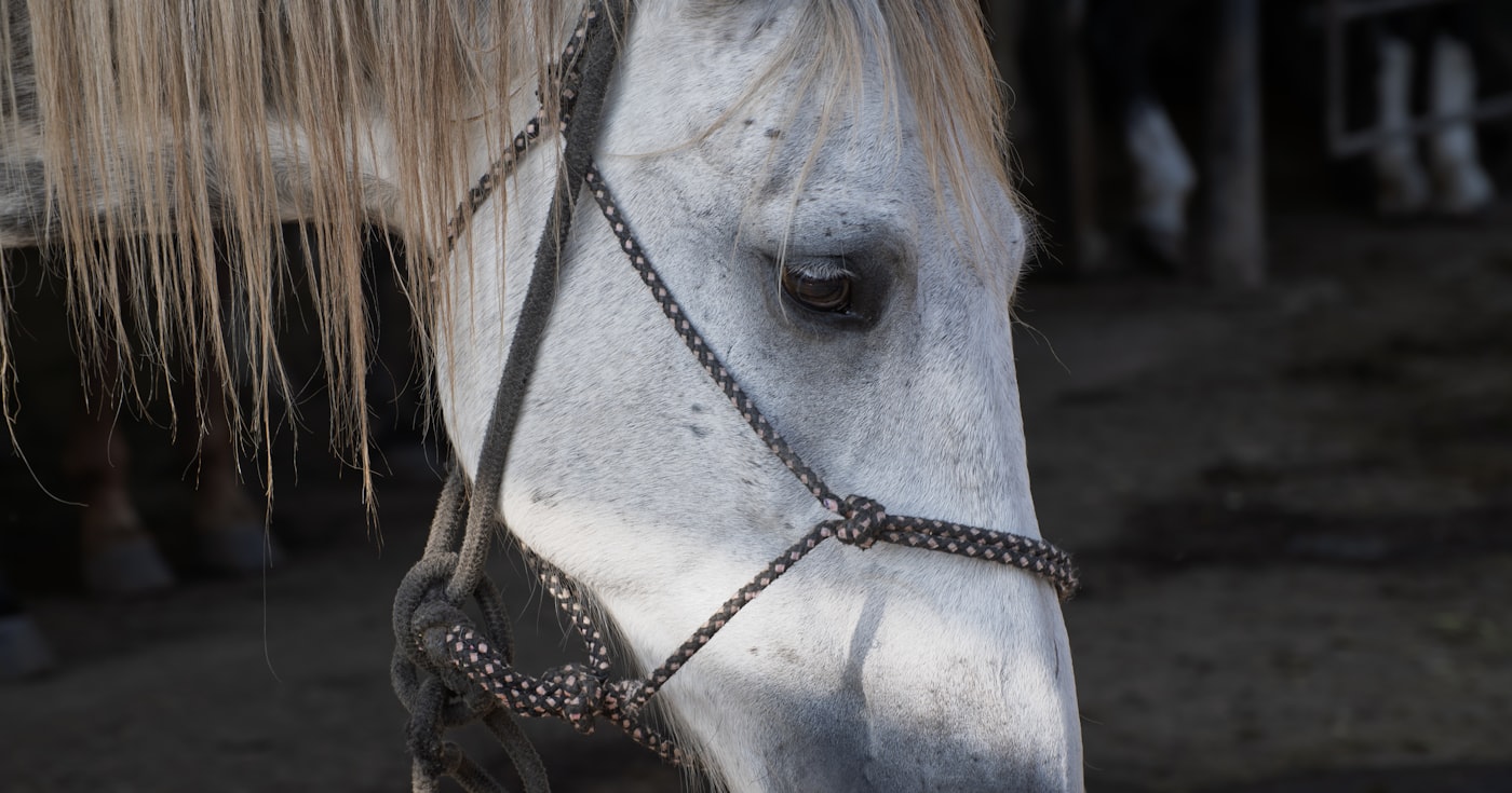 Tête d'un cheval gris portant un licol en cuir