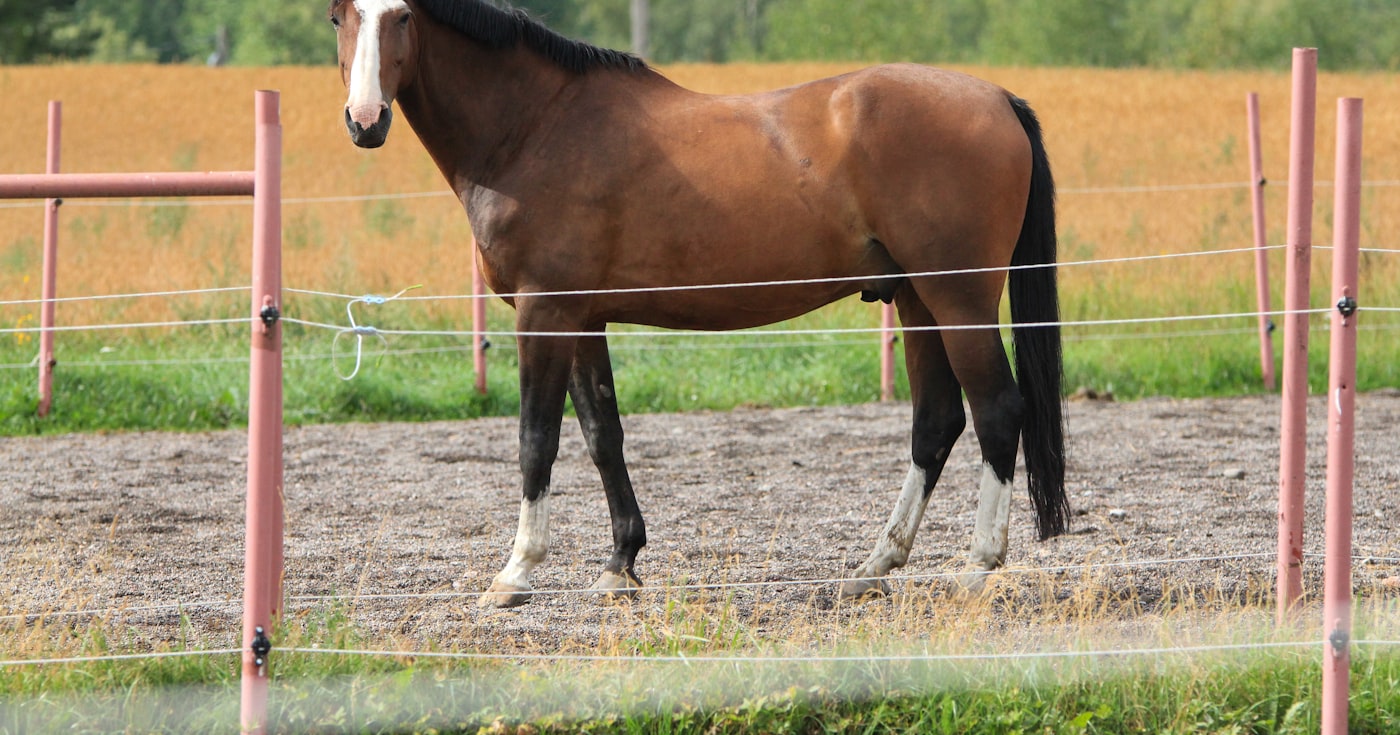 Robes du cheval