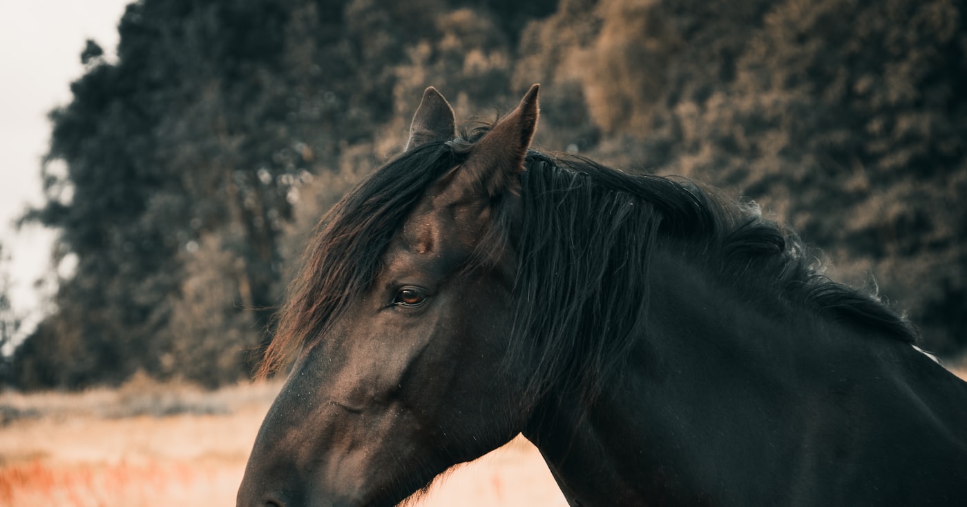 Portrait d'un cheval à la robe noire