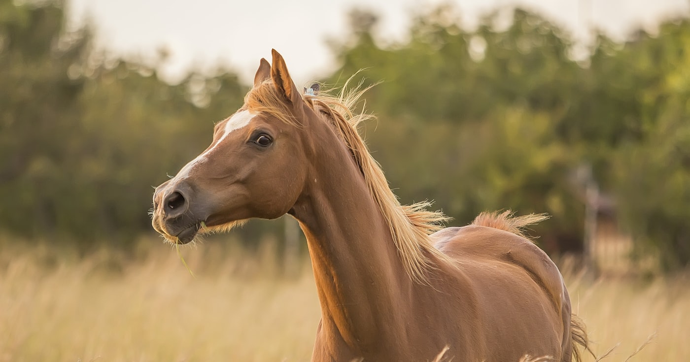 Cheval à la robe palomino, crinière claire au vent