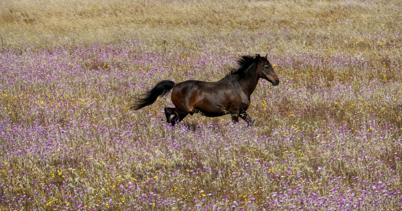 Cheval au galop dans une prairie fleurie