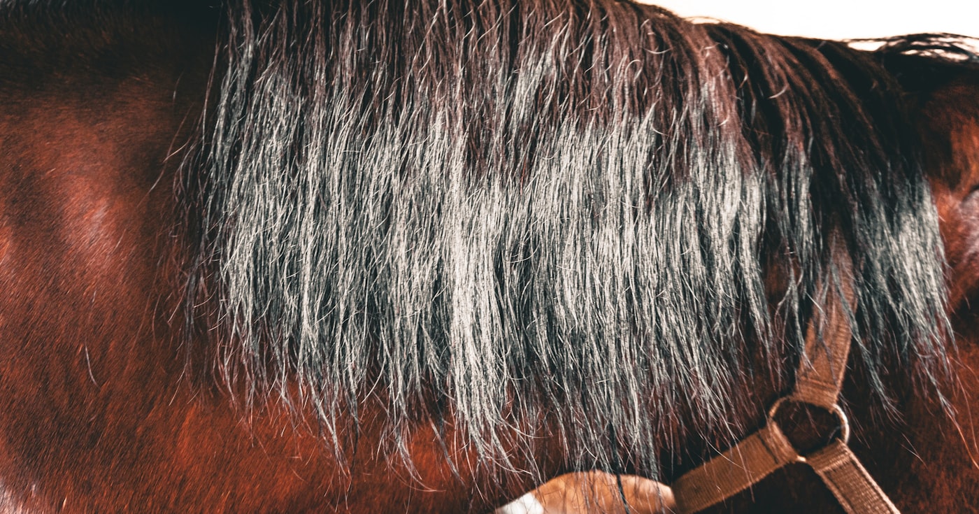 Crinière d'un cheval, mèches claires et foncées mêlées
