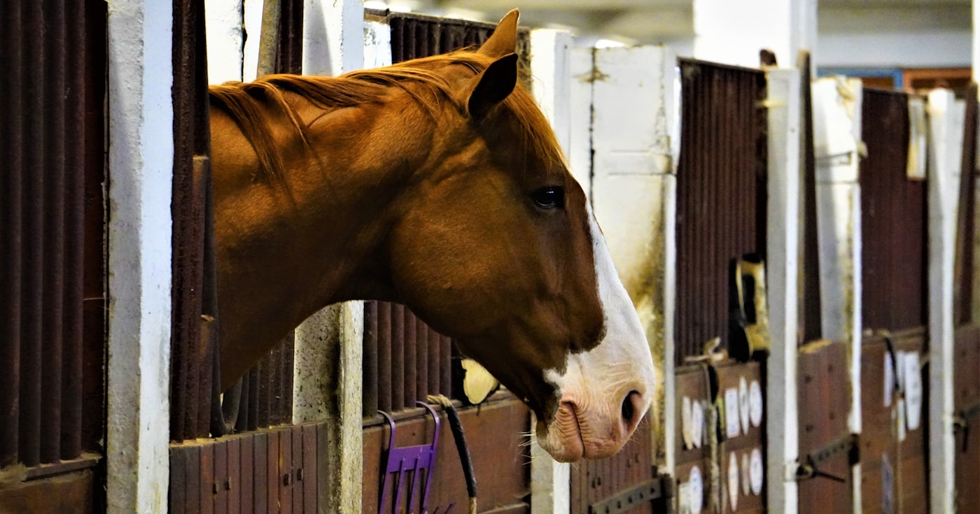 Cheval passant la tête par la porte de son box