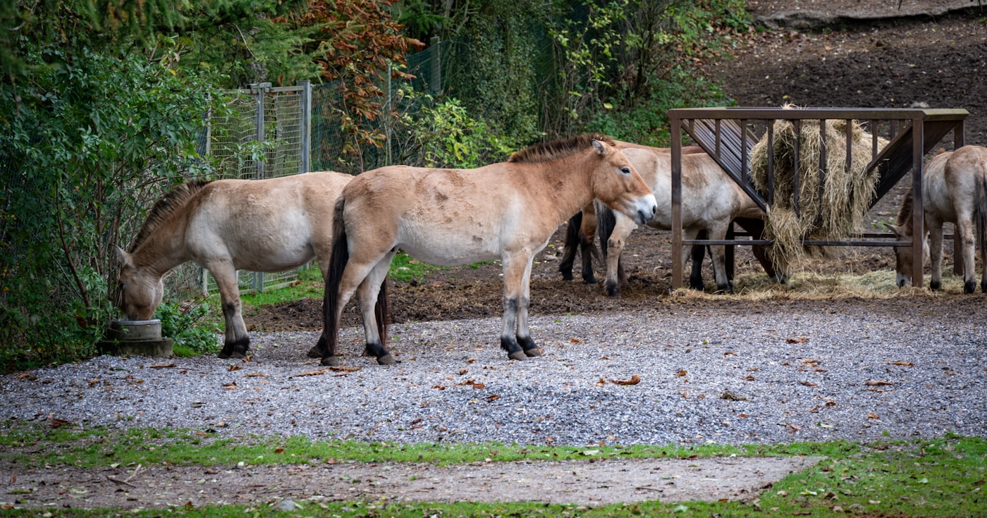 Chevaux mangeant du foin à un râtelier dans leur enclos