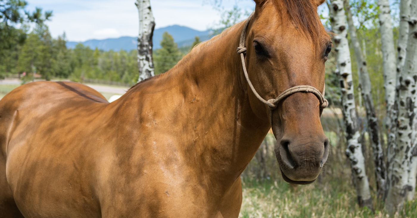 Cheval alezan de profil devant un bois de bouleaux
