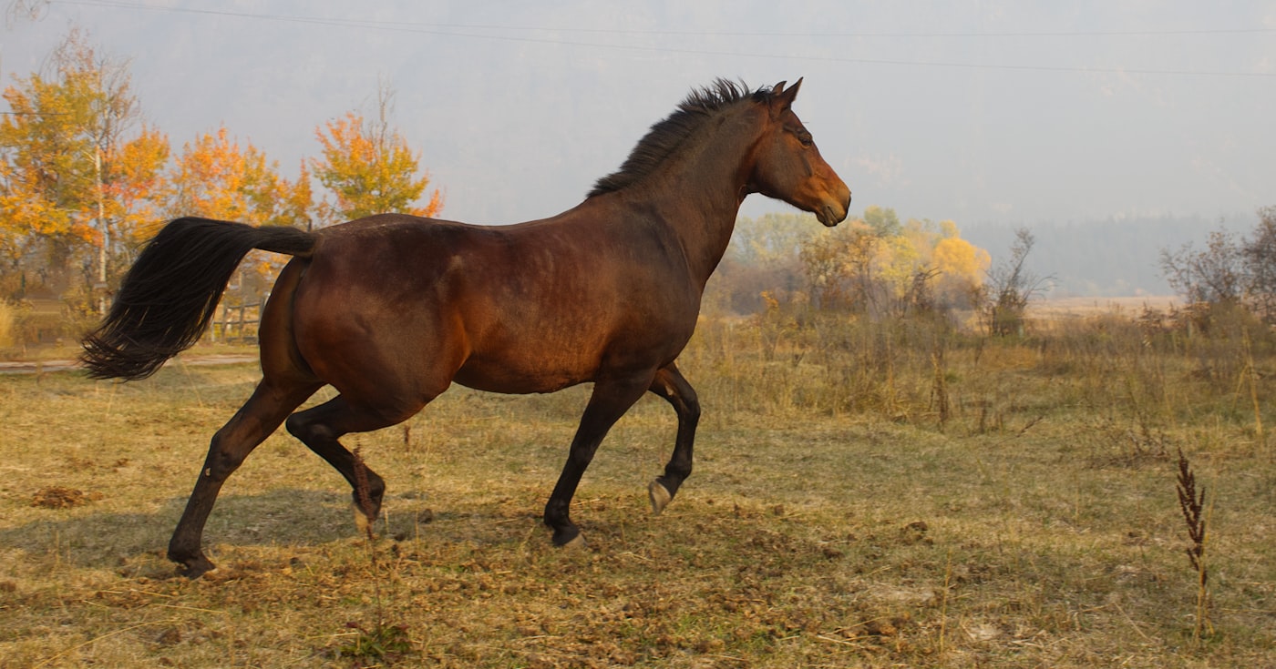 Cheval bai au trot dans un pré à l'automne