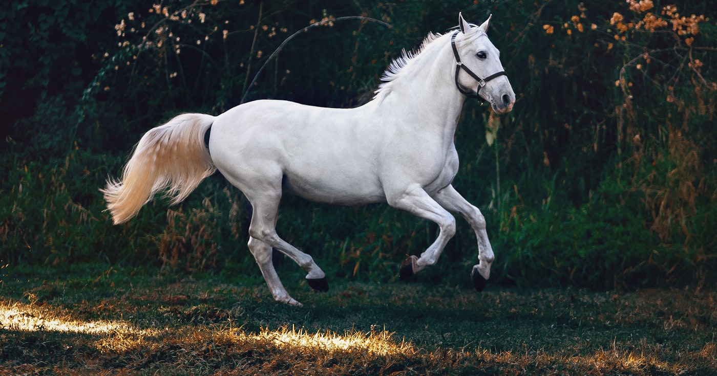 Cheval blanc au galop, foulée complète