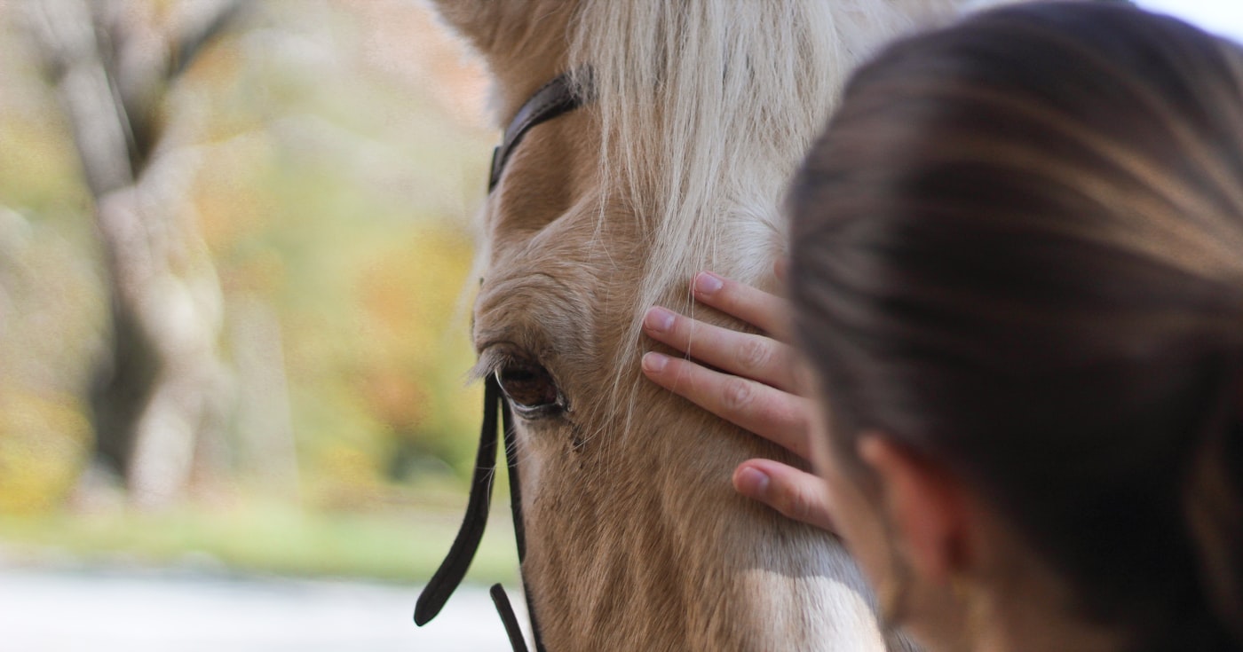 Main caressant l'encolure d'un cheval
