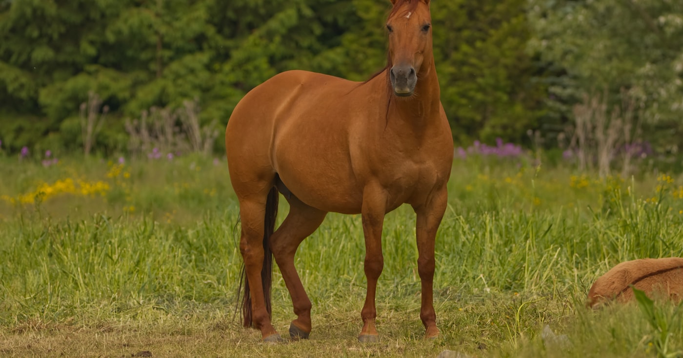 Cheval bai en pied dans une prairie verdoyante