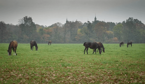 Le paddock — petit espace extérieur