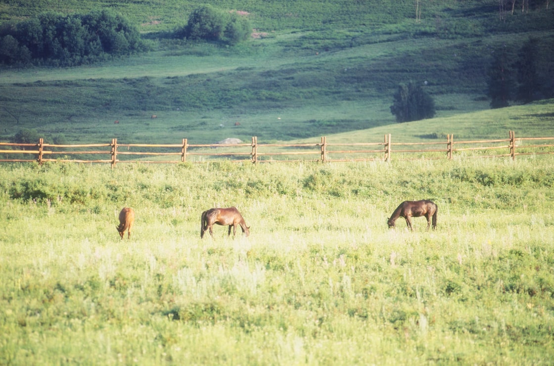 Le pré — l'habitat naturel préféré du cheval