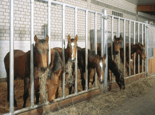 Le pré — l'habitat naturel préféré du cheval
