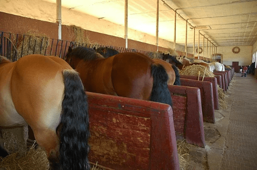 La stabulation — espace collectif libre