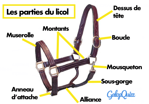 Les différentes parties du licol en détail