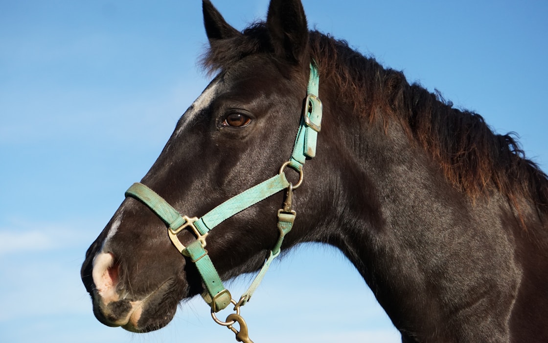 Cheval portant un licol, montants et muserolle visibles