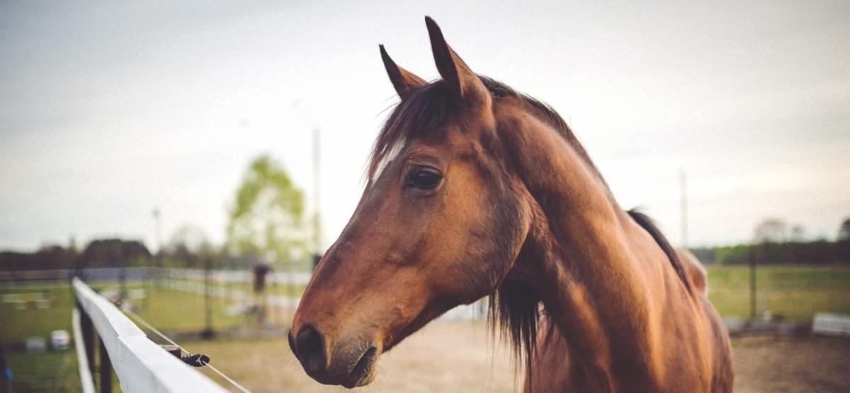 Les parties du corps du cheval