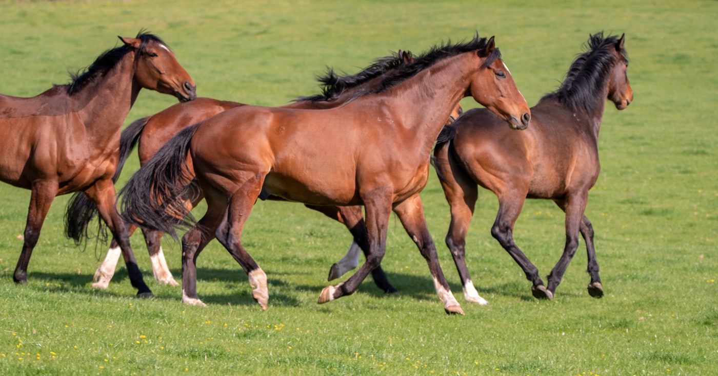 Quiz Galop 2 corrigé