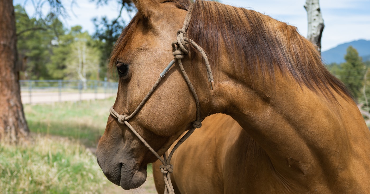 Quiz Galop 3 corrigé