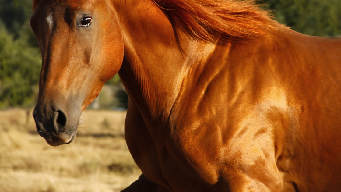 La robe alezan du cheval