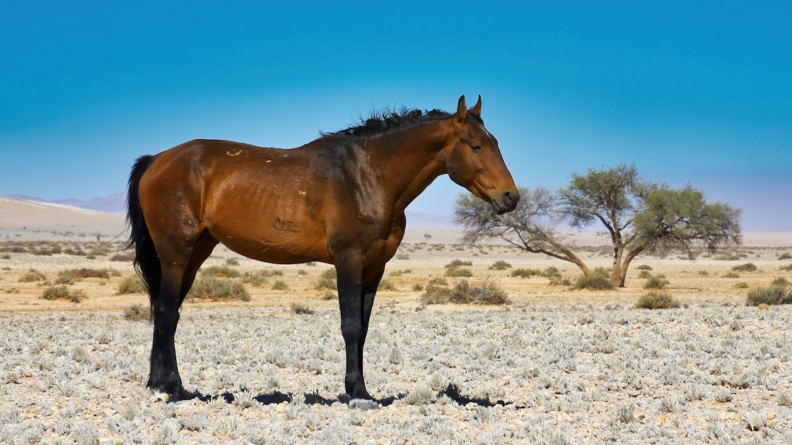 La robe bai du cheval