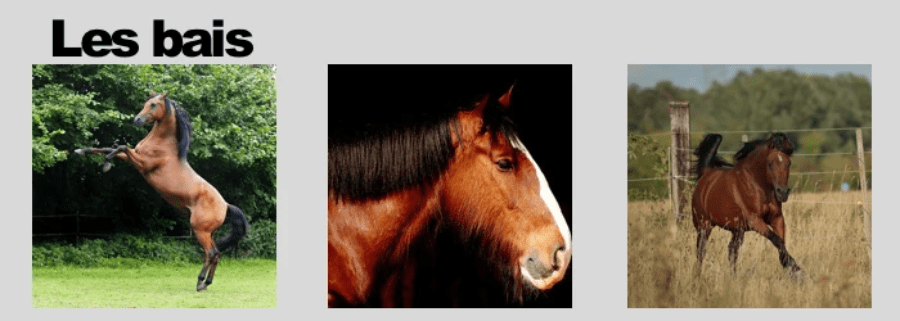 La robe bai du cheval