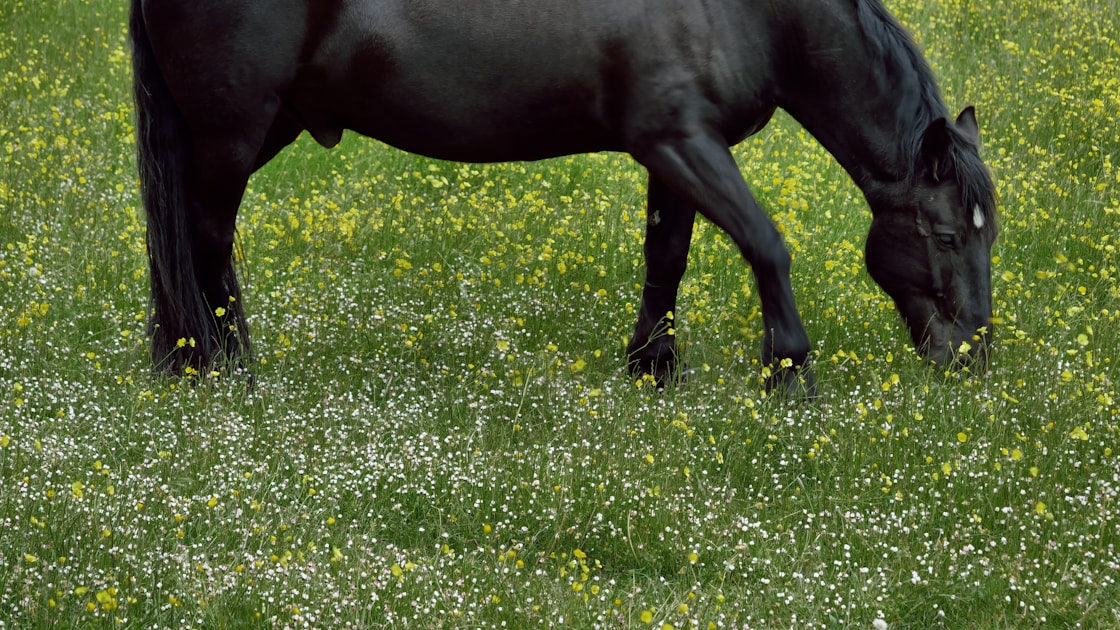 La robe noire du cheval