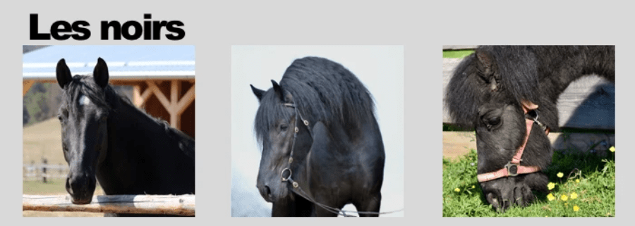 La robe noire du cheval